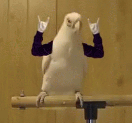 papuga